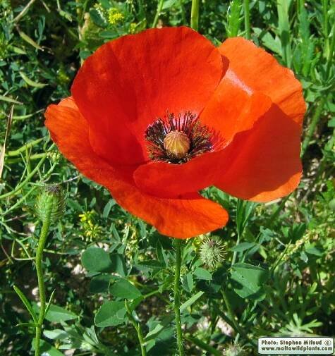 Papaver rhoeas / Red Poppy / Peprina ħamra