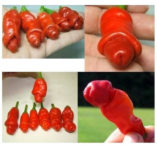 Semena chilli papriček ve tvaru mužského penisu - 50 ks semínek