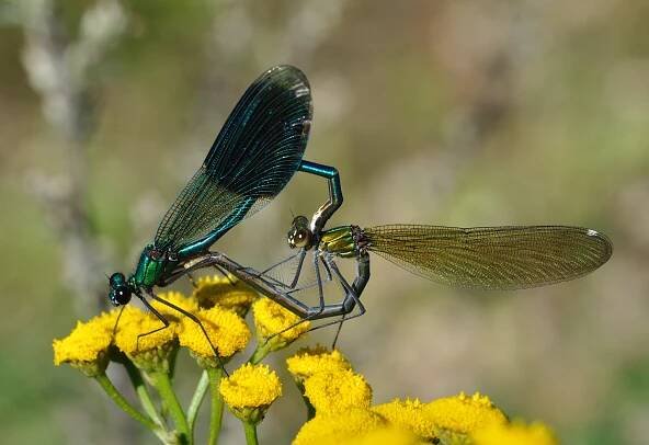 Calopteryx splendens