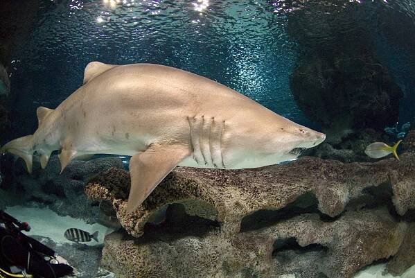 Comparing the size of sharks - Blue Planet Aquarium