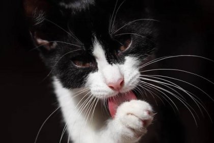 Připravuje se kočka, která nevyvolá u lidí alergie a otevře genovému inženýrství cestu na trh se zvířaty