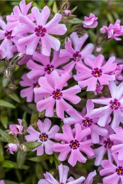Phlox subulata FORT HILL - plamenka šídlovitá, flox