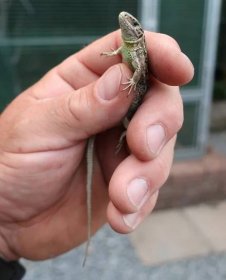 Zvířata v nouzi: Buclatá ještěrka i trofejní srnec uvázli v pasti