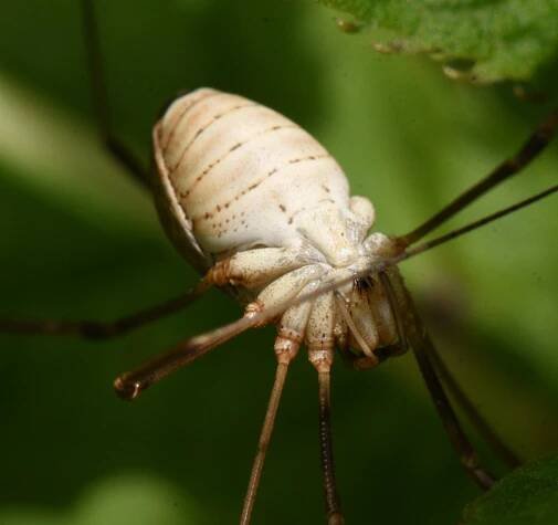 Lexington Alive - Harvestmen (Opiliones)