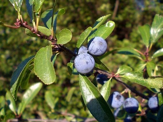 Trnka obecná (Prunus spinosa)