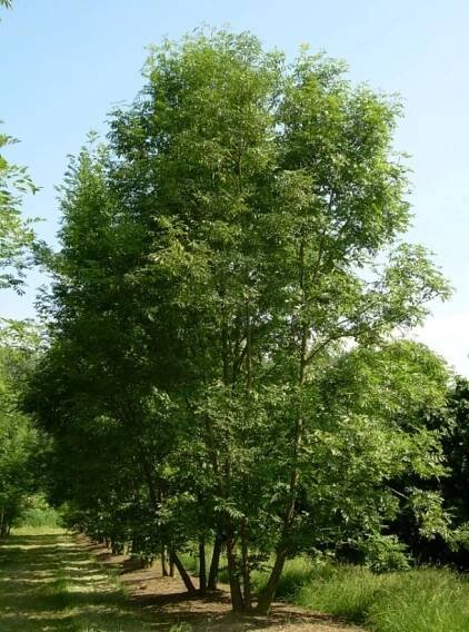 Fraxinus excelsior