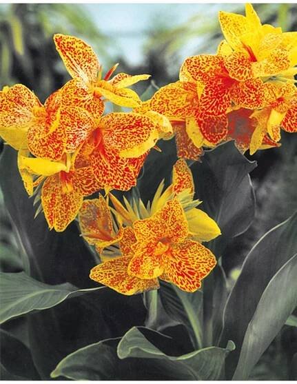 Canna GOLDEN LUCIFER - dosna, kana