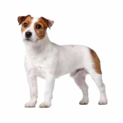 Jack Russell teriér