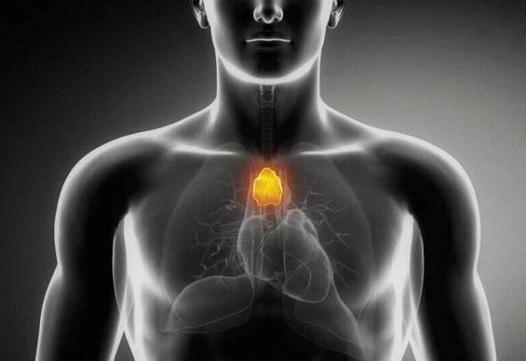 Anatomická struktura a funkce brzlíku / Články