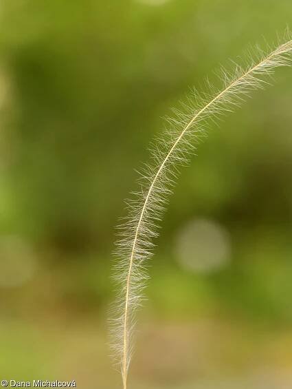 Stipa tirsa – kavyl tenkolistý