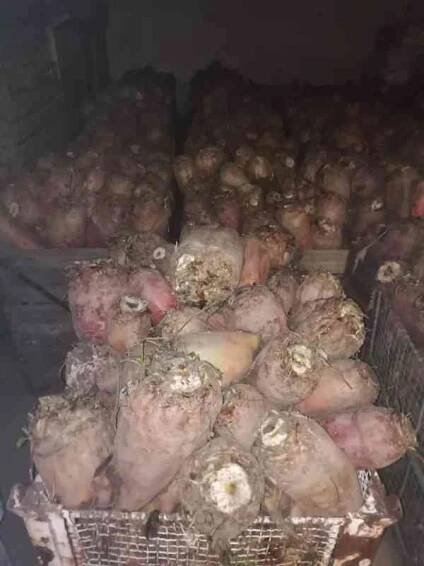 Krmná řepa - bazar - Hyperinzerce.cz