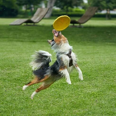 The Confident Hound: Digital Training Guides