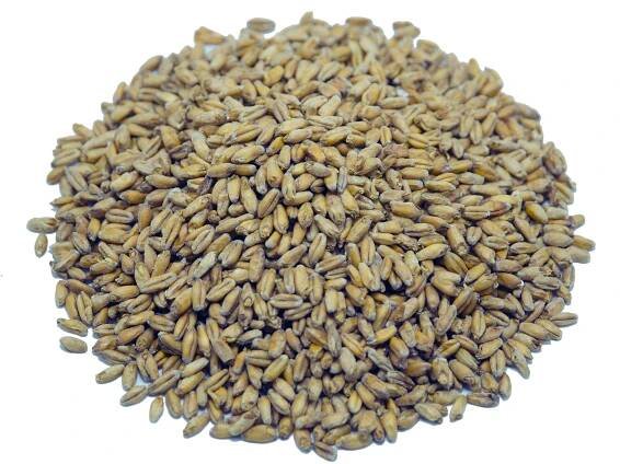 Triticale