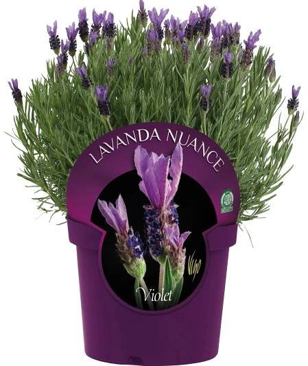 Levandule francouzská - Lavandula stoechas