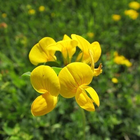 Štírovník růžkatý - Lotus corniculatus - semena - 100 ks od 25 Kč - Heureka.cz
