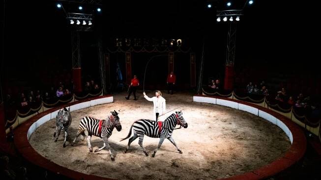 Zebrám prý trvá hodně dlouho,  než získají vůči drezérovi důvěru | foto: Zdeněk Dvořák,  Cirkus Humberto