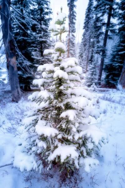 dokonalý vánoční stromek v lese čeká na pokácení - mccall idaho - stock snímky, obrázky a fotky