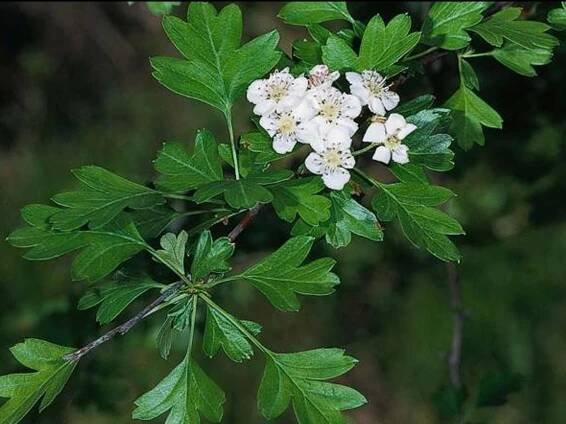 Crataegus monogyna_flowers_JM DiTomaso