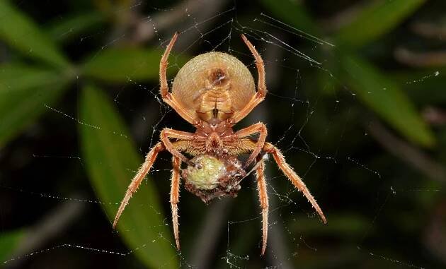 Základová fotografie na téma arachnofobie, araneidae, barevný pavouk, chlupatý pavouk, detail, detail detail, divočina