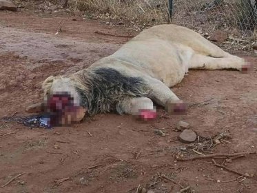 Strašlivý čin pytláků: Zabili a zohavili lvy