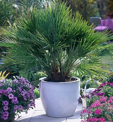 Žumara nízká (Chamaerops humilis), 80-100 cm, kont. 18 l