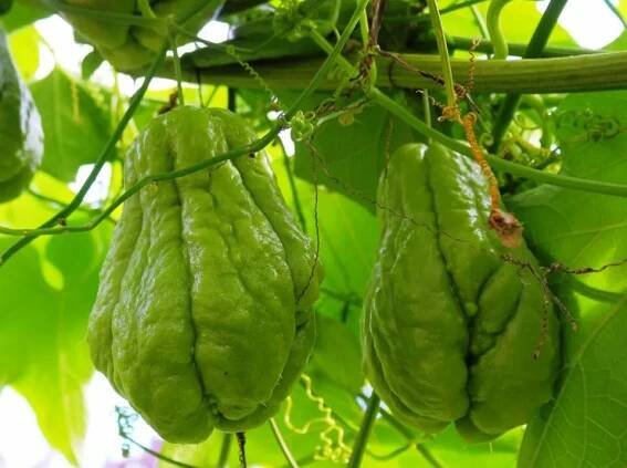 Chayote (18 fotografií): pěstování mexické okurky, konzumace zeleniny. Jak zasadit rostlinu? Popis jedlého chayote