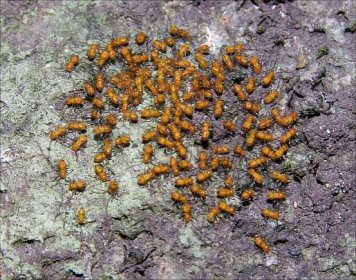 Pisivky | Škůdci.com - o škůdcích, plísních, plevelech a jak s nimi bojovat