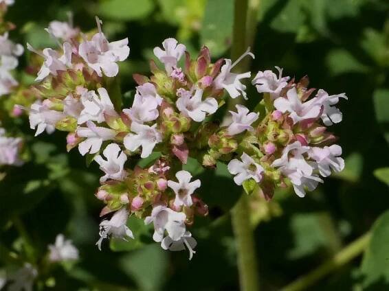 PhotoFlowers, PeKoCentrum