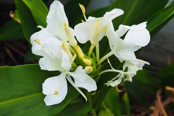 How To Grow And Care For Ginger Lily