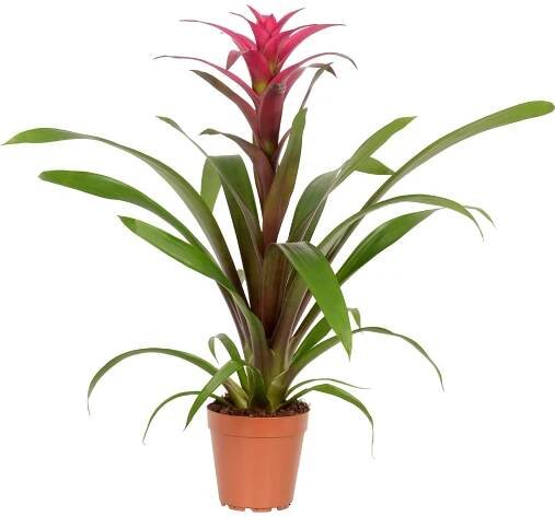 Guzmánie mix XL průměr květináče cca 15 cm