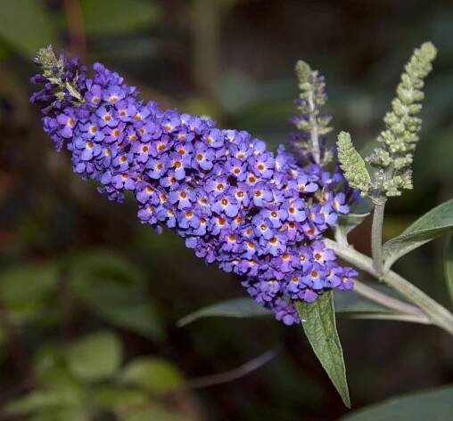 Buddleja davidii