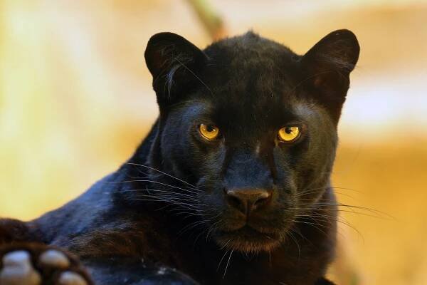 Plakát The leopard (Panthera pardus) portrait. Melanistic leopards are also called black panthers.