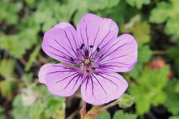 Geranium " Pink Penny " ® - kakost Zahradnictví Krulichovi - zahradnictví, květinářství, trvalky, skalničky, bylinky a koření