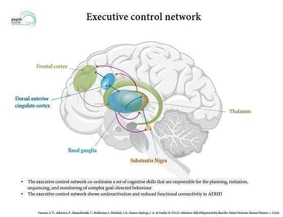 Neurobiology of ADHD: Key Insights into Brain Function | Psych Scene Hub