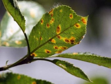Hnědé skvrny na listech jabloně (24 fotografií): co je toto onemocnění a co dělat? Proč se objevily a jak se léčit? Listy žloutnou a usychají