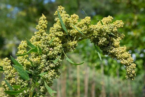 quinoa závod zblízka - merlík čilský - stock snímky, obrázky a fotky