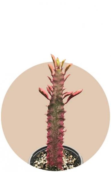 Euphorbia Trigona Royal Red