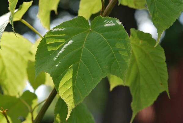 Acer grosserii - javor Grosserův - list 