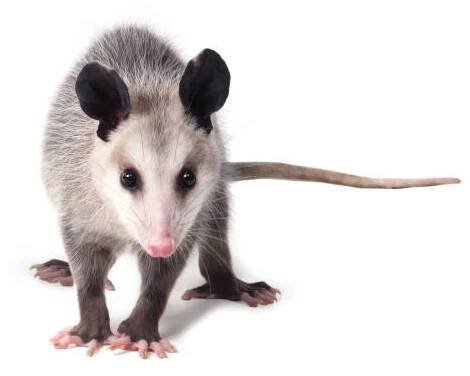 mladý virginský opossum (didelphis virginiana) stojí na bílém pozadí a dívá se na kameru. izolovaný - oposum vačnatci - stock snímky, obrázky a fotky