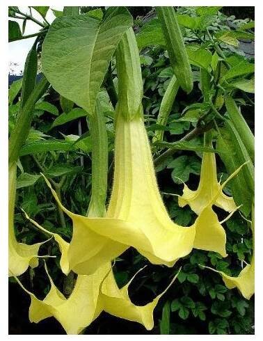 Brugmansie žlutá - Brugmansia sp - prodej semen - 5 Ks