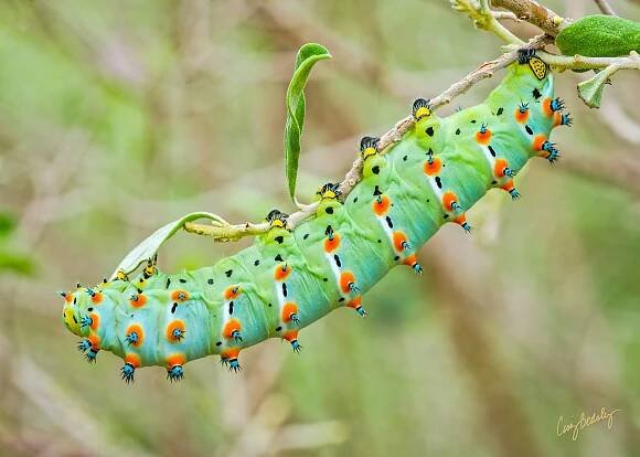 Calleta Silkmoth Catterpillar Green Nature Wallpaper