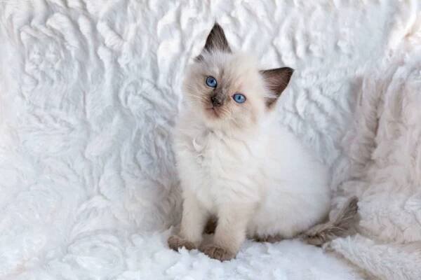 Jeden mladý seal colourpoint ragdoll kočka sedí na srst v křesle — Stock obrázek
