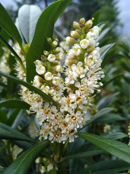 Prunus_Napoleon_WEB_004