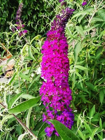 MOTÝLÍ KEŘ - KOMULE - BUDDLEJA ́ROYAL RED ́