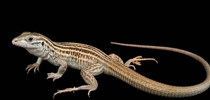How an Asexual Lizard Procreates Alone