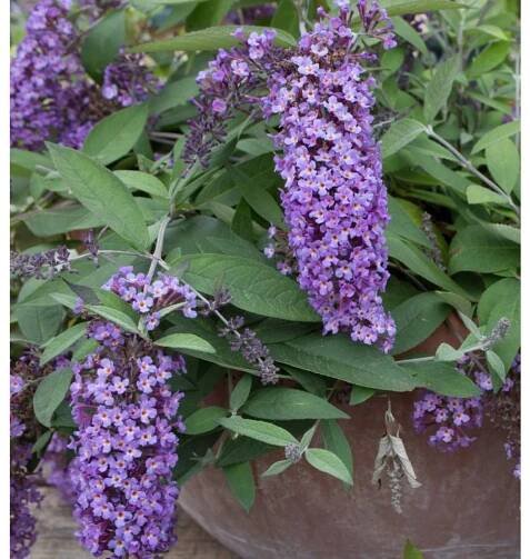 Buddleja davidii 'Dreaming Lavender' komule davidova, výška sazenice 15-25 cm, kontejner