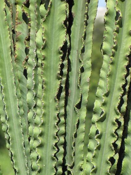 Lg. Euphorbia Eritrea Emerald Ripples Cactus (euphorbiaceae)