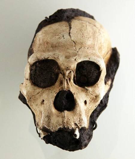 Soubor:Australopithecus sediba juvenile male skull - Smithsonian Museum of Natural History - 2012-05-17.jpg – Wikipedie
