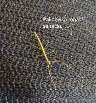 Strašilky a Pakobylky - 7