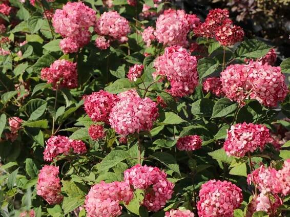 Ballhortensie Proven Winners ® 'Ruby Annabelle' ® - Hydrangea arborescens Proven Winners ® 'Ruby Annabelle' ®